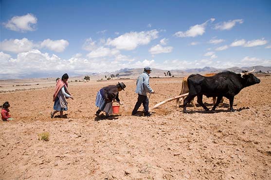 Bolivia familie pløjer