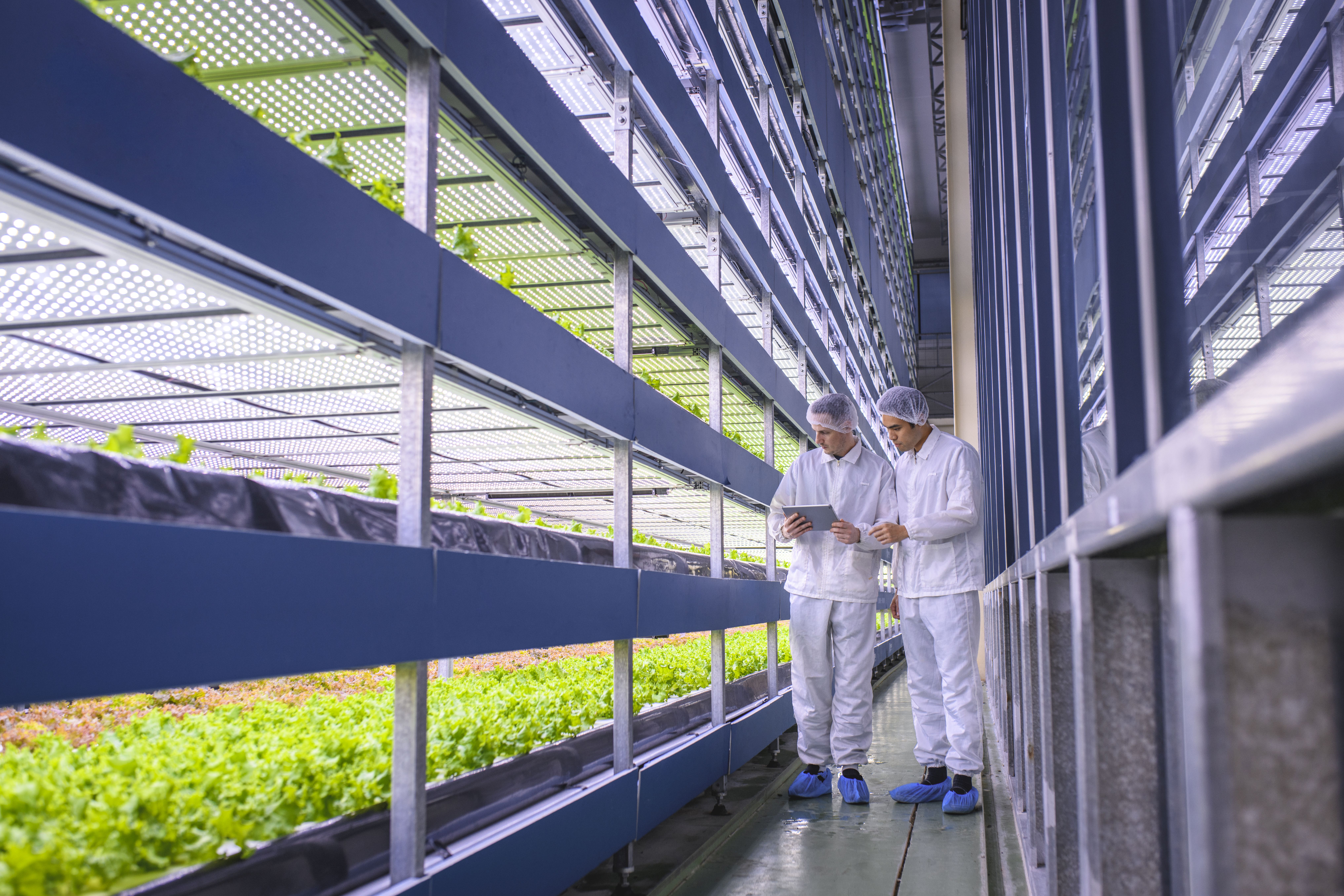 Singapore vertical farming
