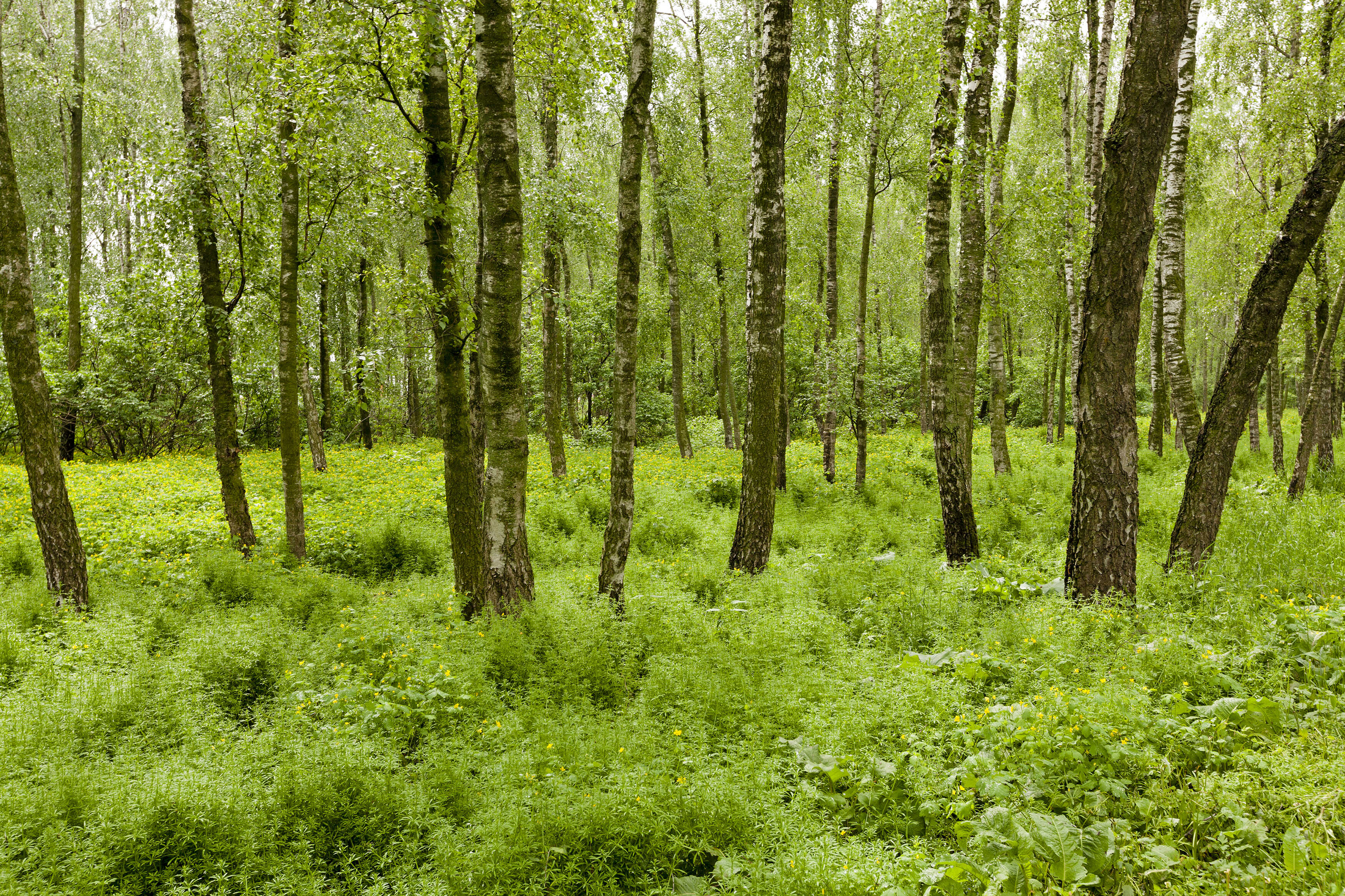 Nature